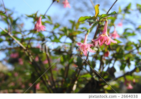 四月Ugis Kazura·金銀花家庭05 四月Ugis Kazura·金銀花家庭05 2664038