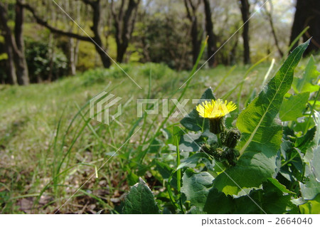 4月Oninagi·菊科08 2664040