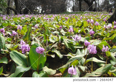 April Cataculum and Lilyphya 114 2664047