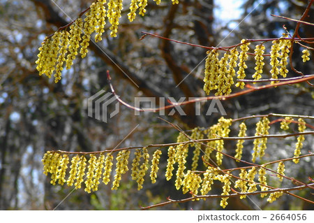 April Kiboshi and Kiboshi Department 16 2664056