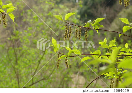 April Kiboshi and Kiboshi Department 19 2664059