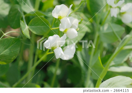 豌豆白花 2664115