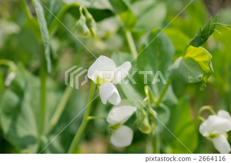 Pea flowers 2664116