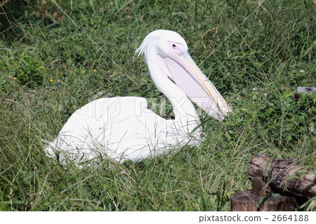 鵜鶘 鳥兒 鳥 2664188