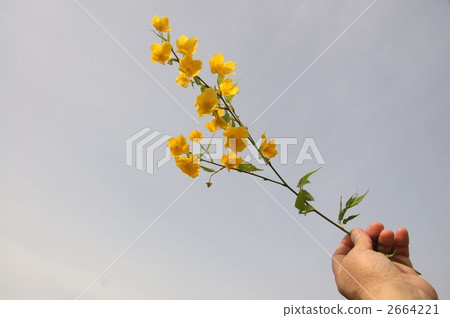 山吹 2664221