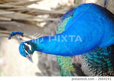 Peacock 2664241