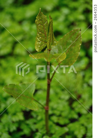 日本虎杖 虎杖 多年生植物 2664353