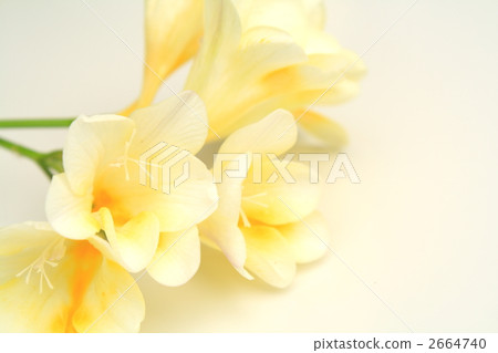 Freesia 2664740