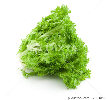 Salad lettuce Salad lettuce 2664846