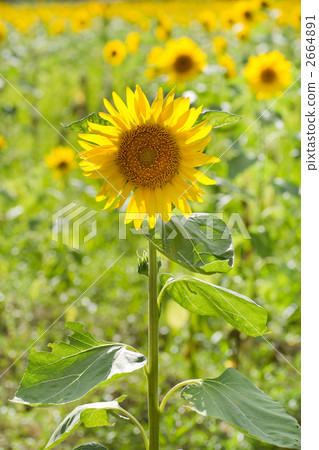 Sunflower single wheel 2664891