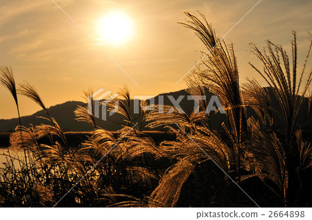 Dyed Suzuki. 2664898