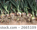 New onion harvest 2665109