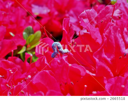 幼蟲和杜鵑花 2665518