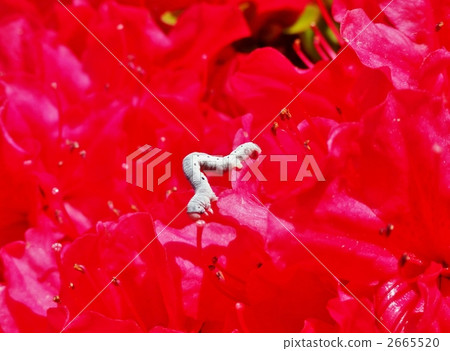 幼蟲和杜鵑花 2665520