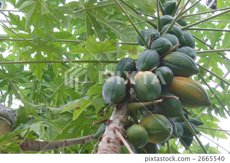 papaya papaya 2665540