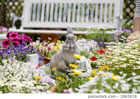 bunny, rabbit, small animal 2665616