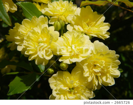 yellow rose, lady banks rose, yellow banksia rose 2665726