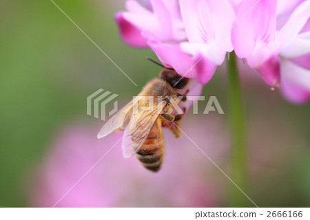 花粉 蜜蜂 蜂蜜 2666166