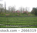 Daio Wasabi Farm 1 2666319