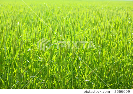 Wheat field 2666609