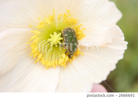 Hanamuguri and Poppy 2666691