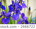 iris, ayame, siberian iris 2666722