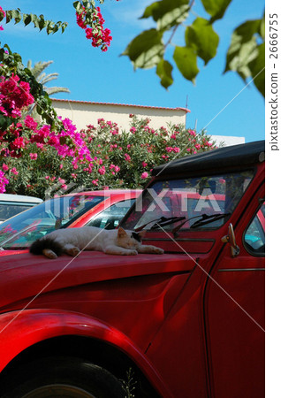 毛孩 貓 貓咪 2666755