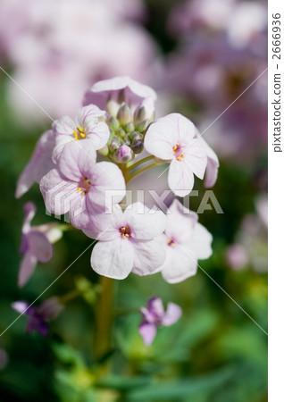 Kolonema·粉紅色的噴泉 2666936