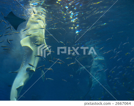 Meals of Churaumi Aquarium / Whale Shark Meals of Churaumi Aquarium / Whale Shark 2667064