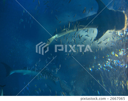 Okinawa Churaumi Aquarium · Whale shark to swim Okinawa Churaumi Aquarium · Whale shark to swim 2667065