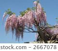 Wisteria trellis in full bloom 2667078
