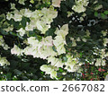 Bougainvillea in full bloom 2667082