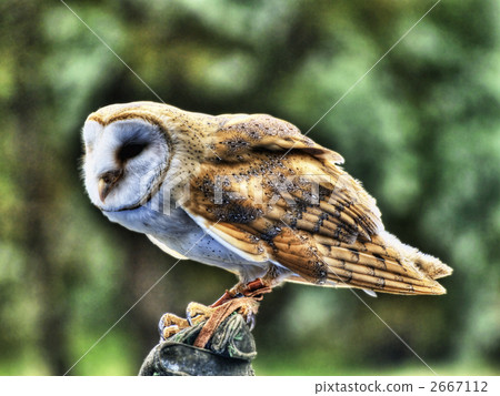 barn owl, owl, ena 2667112