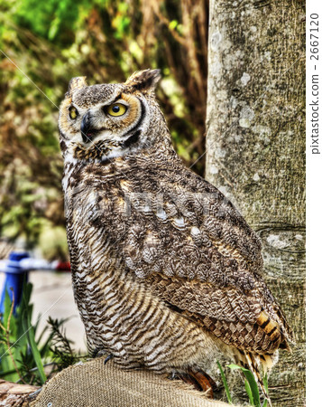 eurasian eagle owl, horn owl, birds of prey