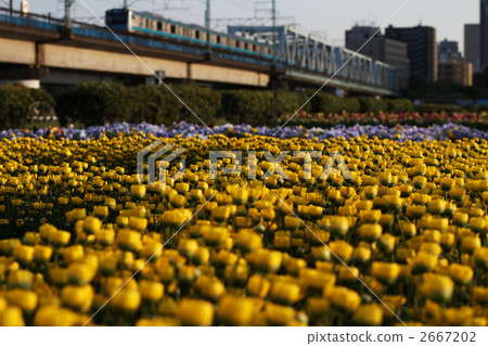 菊花 菊花 2667202