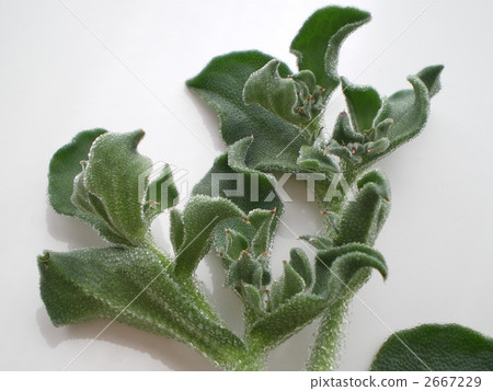 冰葉日中花 綠葉 食物 2667229