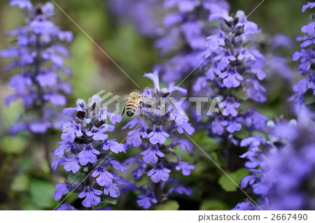 Bee and Blue Salvia 2667490