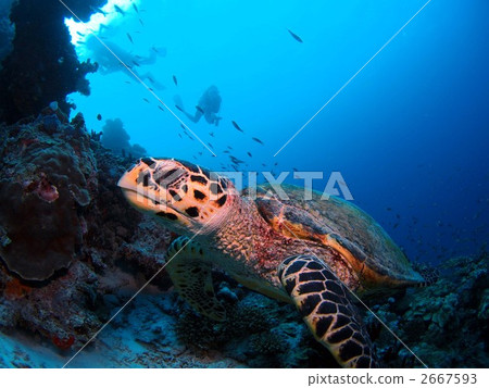 Elegant swimming Elegant swimming 2667593