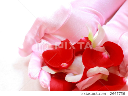 花淋浴圖像 2667756