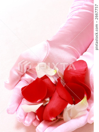 花淋浴圖像 2667757