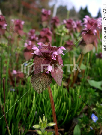 Himeodoricosoum 2667893