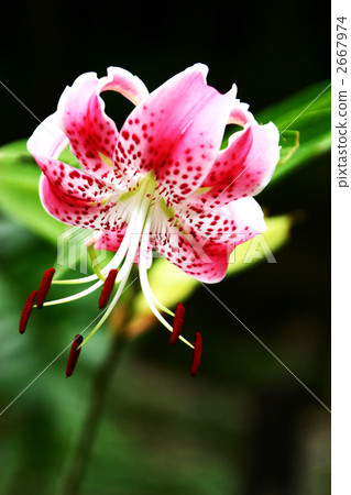 鹿子百合 鹿子百合 2667974