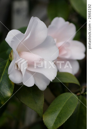 Camellia's camellia ~ Julia · France ~ 2 2668192