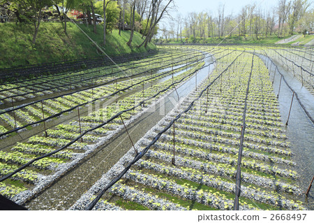 A vast wasabi garden 2668497