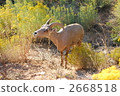 一隻鹿 2668518