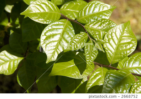 图库照片: cocksail年轻叶子