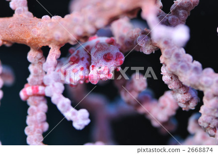 侏儒海水管 2668874