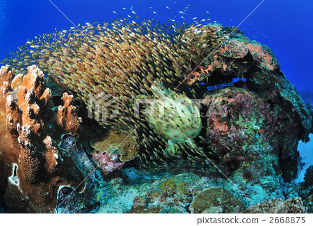 綠鰭金槍魚和綠海龜的Hordebits 綠鰭金槍魚和綠海龜的Hordebits 2668875