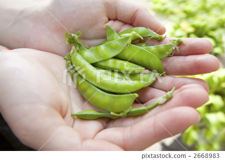 胡椒開花 胡椒開花 2668983