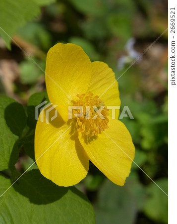 山吹壽 山吹壽 2669521